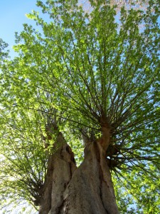 Primavera al Giardino dei Semplici