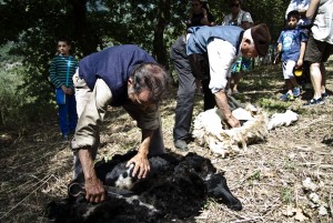 10ª Festa della tosatura