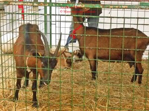 Fiera del bestiame 2014