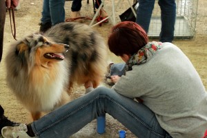 Emozioni a quattro zampe