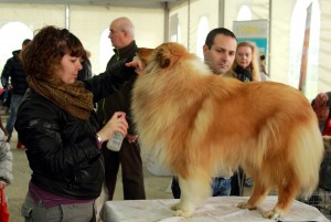 Emozioni a quattro zampe