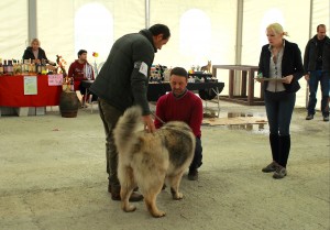 Emozioni a quattro zampe