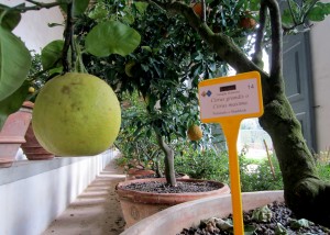 La limonaia del Giardino di Boboli