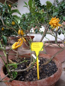 La limonaia del Giardino di Boboli