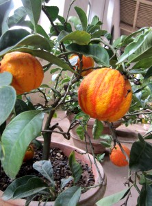 La limonaia del Giardino di Boboli