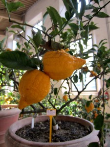 La limonaia del Giardino di Boboli