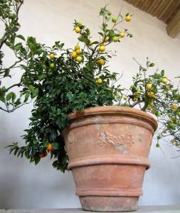 La limonaia del Giardino di Boboli