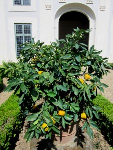 La limonaia del Giardino di Boboli