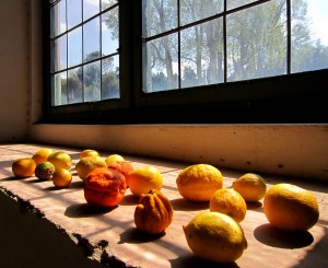 La limonaia del Giardino di Boboli