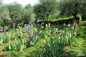 Il giardino dell’Iris al Piazzale Michelangelo