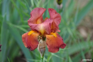 Il giardino dell’Iris al Piazzale Michelangelo