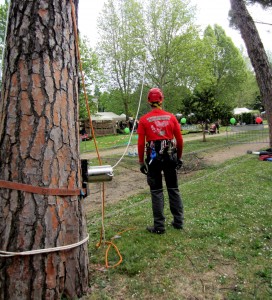 Come salvare gli alberi