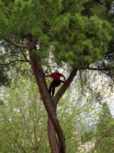 Come salvare gli alberi