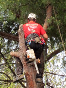 Come salvare gli alberi