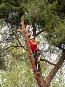 Come salvare gli alberi