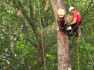 Come salvare gli alberi