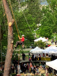 Come salvare gli alberi