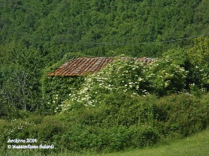 Parmigno… inghiottita da una giungla