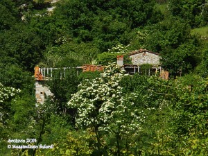 Parmigno… inghiottita da una giungla