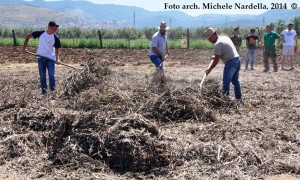 La pesatura delle fave carpinesi