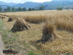 Festa della mietitura