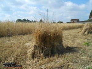 Festa della mietitura