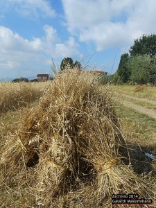 Festa della mietitura