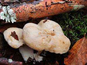 Il maltempo anticipa la raccolta dei funghi