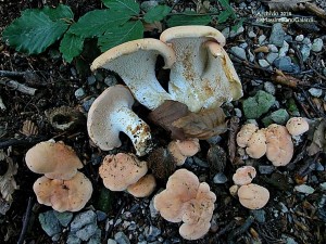 Il maltempo anticipa la raccolta dei funghi