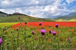 Meraviglia fra nebbie e colori