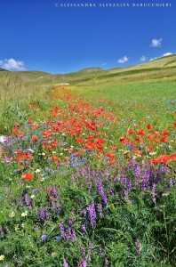 Meraviglia fra nebbie e colori