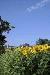 La fioritura dei girasoli al Parco Giardino Campagna