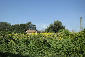 La fioritura dei girasoli al Parco Giardino Campagna