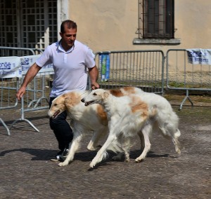 Seconda esposizione cinofila