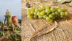 La vendemmia durante le “Giornate Europee del Patrimonio”