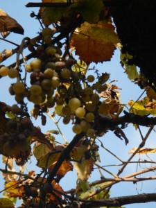 La vendemmia durante le “Giornate Europee del Patrimonio”