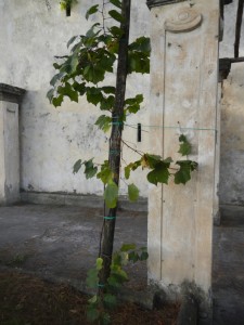 La vendemmia durante le “Giornate Europee del Patrimonio”