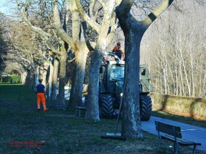 Gli alberi di Via Galilei: finalmente la manutenzione!