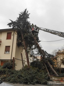 Tagliati gli alberi pericolanti alla Pietà