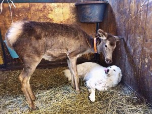 Il daino e il cane