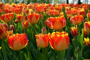 XVI Messer Tulipano