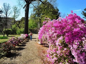 Riapre il Giardino dei Semplici