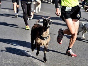 XXVII edizione Maratonina Città di Prato