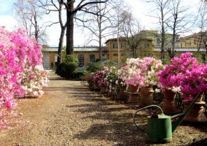 Il Giardino dei Semplici di Firenze