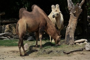 Parco Natura Viva