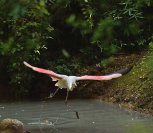 Parco Natura Viva