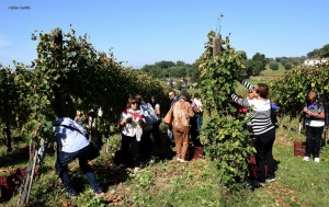 Eccellenze italiane: Tenuta Cavalier Pepe