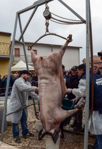 La Sagra del Maiale nero