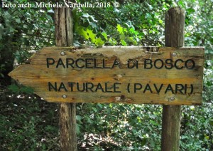 Primo anniversario delle faggete della Foresta Umbra nel patrimonio naturale Unesco