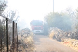 Xylella – Brucia il Salento